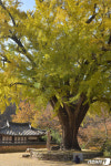[화보]경주 운곡서원 400년 은행나무의 가을빛 자태