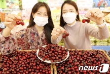롯데마트, 호주 본토(Main land) 산 체리 국내 첫 출시
