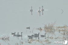 형산강 찾아온 겨울 철새들