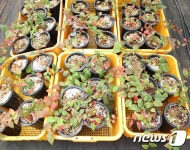 ‘토종 블루베리’ 정금나무, 대량생산으로 산업화 나선다