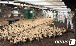 농가 덮친 AI 3km 내 닭·오리 살처분…최고수준 대응