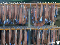 찬바람 불자 포항 꽁치과매기 출하…20마리 3만5000원