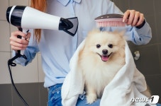 집으로 찾아가는 반려동물 미용사…펫트너, 방문미용 출시