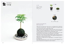 기초부터 차근차근…반려식물 분재 가꾸기 어렵지 않아요