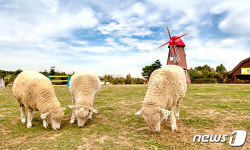 푸른 초지 위 양떼구름과 함께 걸어볼까…경기도 목장을 가다