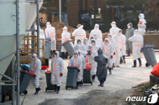 조류인플루엔자 발생으로 진행되는 예방적 살처분