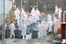 예방적 살처분 진행 중인 여주 산란계 농장