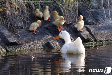 포항 신제지 연못 오리 가족 살인범 포착…수달 너냐