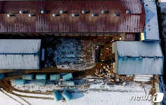 김포 산란계 농장 닭 살처분 하는 방역관계자들