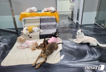 경기도, 접근성 좋은 수원 도심에 반려동물 입양센터 문 열어