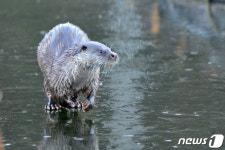 배고픈 수달의 고민