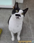 [가족의 발견(犬)]케이지에 갇힌 상태로 버려졌던 고양이