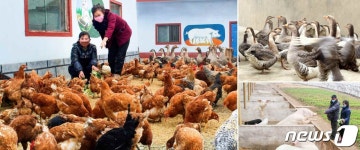 노동신문, 용중협동농장 축산사업 조명…많은 고기·알 생산