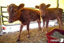 [희망2021] 신축년, 반갑소