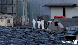 김포 산란계 농가 또 뚫렸다 고병원성 AI 확진