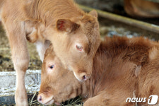 호우참사 딛고 태어난 쌍둥이 송아지…희망의 빛으로