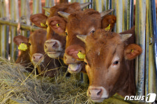 신축년 새해 아침 반갑소