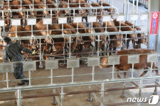 팽팽한 줄다리기