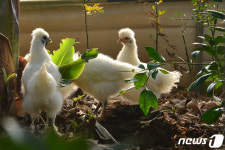 오골계들도 알아요 소한(小寒)추위