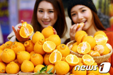 제주시, 한라봉·천혜향 3월 이후 출하 농가에 장려금 지원