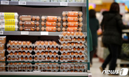 고병원성 AI 확산 오르는 계란 값