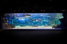 210여종 3만 마리 해양생물이 한곳에…아쿠아플라넷 광교 19일 연다