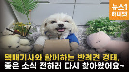 동물학대 의심 좀 그만 택배기사 반려견 명예 택배기사 됐다