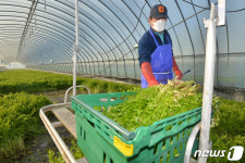 올 미나리 농사 잘됐네