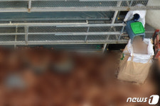 살처분 진행되는 산란계농장