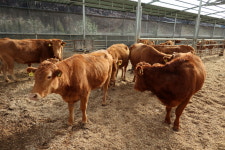 롯데百, 횡성·고창 한우 농장과 손잡았다…전용 선물세트 선봬