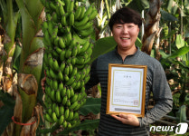 지리산 산청 바나나 국산 유일 유기농인증 획득