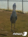 4월 개장 사천 아라마루 아쿠아리움 상징 동물은 슈빌