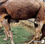동물이 무슨 죄…대구 A동물원서 동물 학대 의혹