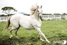마사회, 경주마 교배지원 추진…추첨으로 씨수말 선택