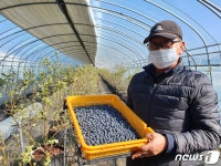 김해서 슈퍼푸드 블루베리 전국 첫 출하…조기 출하로 3배 이상 고소득