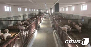 북한, 은정돼지공장 준공 고기 생산에 혁신을
