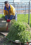 1년에 한 번 수확하는 청도 한재미나리