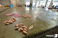 텅빈 죽도어시장