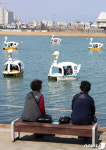 오리배 둥둥 한가로운 봄
