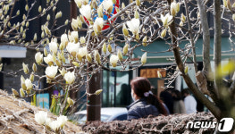 봄 재촉하는 제주 목련