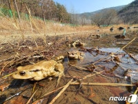 두꺼비 산란·서식 순천 업동저수지 일원 보전대책 마련