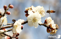 봄을 알리는 한국의 4대 매화, 어디 있나