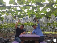 [귀거래사] 생산자 직판으로 완판하는 광릉숲 옆 포천포도