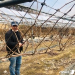 [귀거래사] 생산자 직판으로 완판하는 광릉숲 옆 포천포도