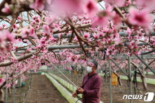 [풍경] 충북 영동 시설하우스 복사꽃 화사한 꽃망울