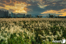 울산 북구, 명촌억새군락지 등 12경 최종 선정