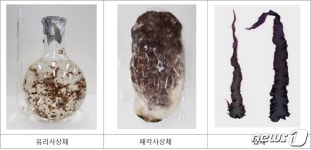 수산과학원, 현장맞춤형 김 종자 유통관리 서비스 개시