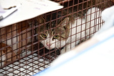 울음소리에 잠을 못자요 충주시, 길고양이 중성화 본격 추진