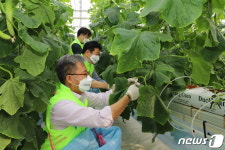 충남세종농협, 스마트팜 농장 찾아 오이 출하 지원