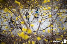 산수유 꽃 아래서 봄 기운 만끽